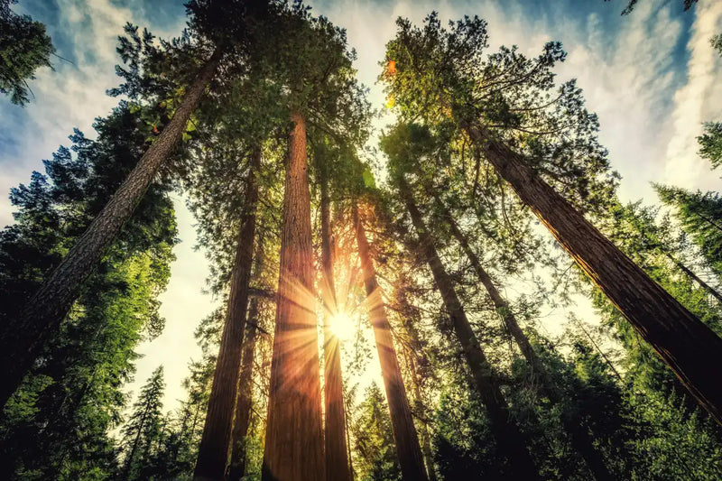Redwood Trees Sunset Wall Art