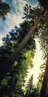 Redwood Trees Sunset Wall Art