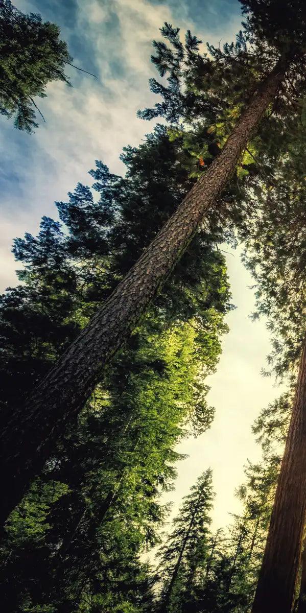 Redwood Trees Sunset Wall Art