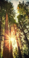 Redwood Trees Sunset Wall Art