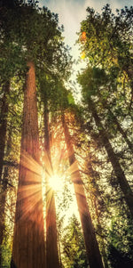 Redwood Trees Sunset Wall Art