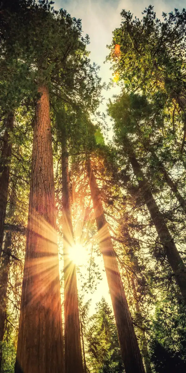 Redwood Trees Sunset Wall Art