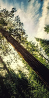 Redwood Trees Sunset Wall Art