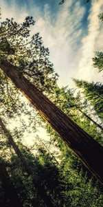 Redwood Trees Sunset Wall Art