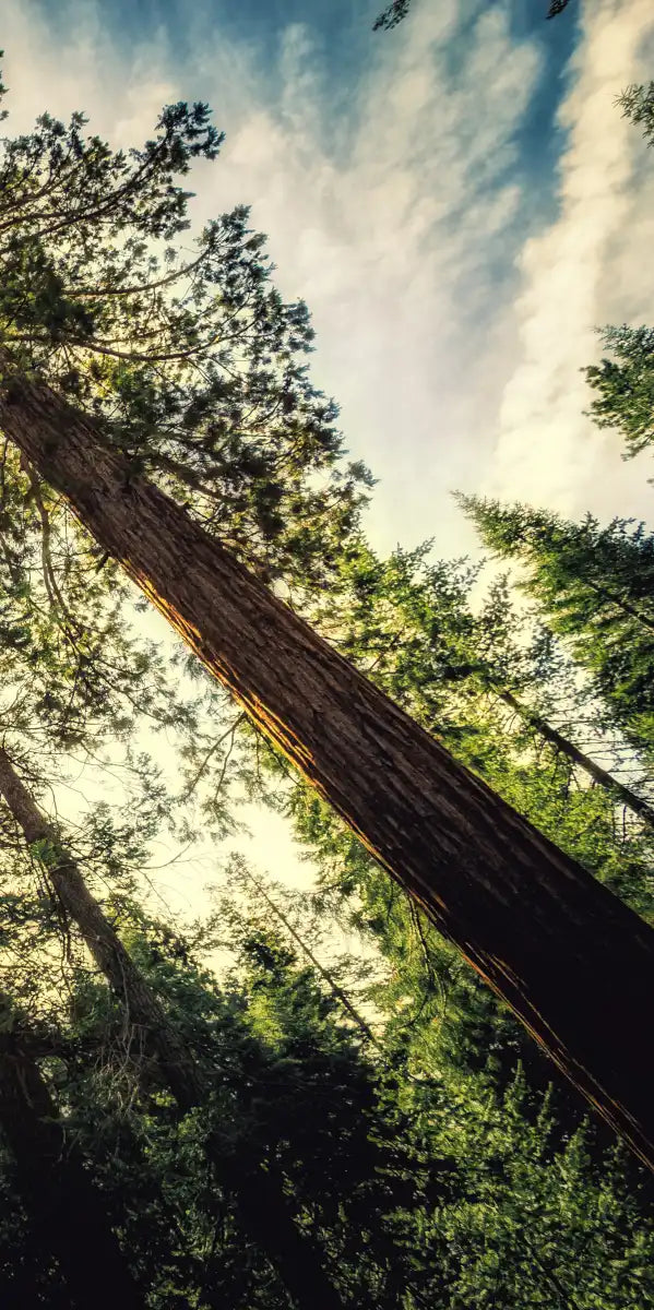 Redwood Trees Sunset Wall Art