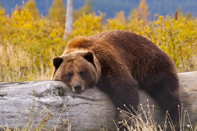 Resting Grizzly Bear Wall Art