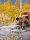 Resting Grizzly Bear Wall Art