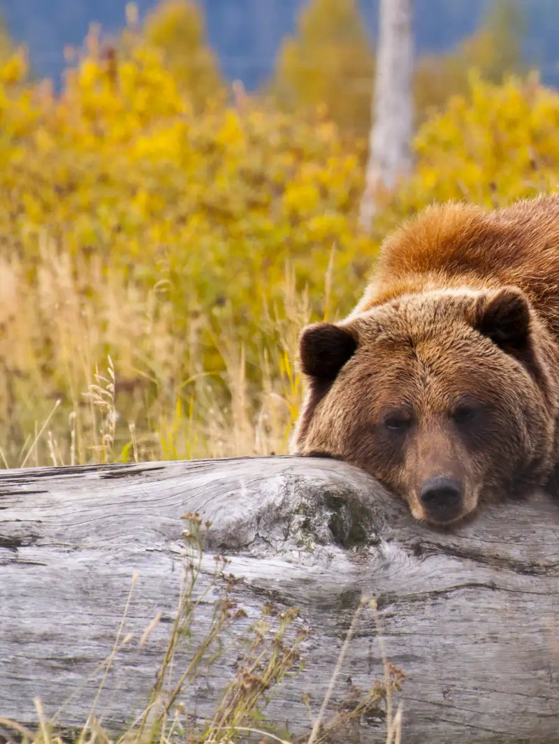 Resting Grizzly Bear Wall Art