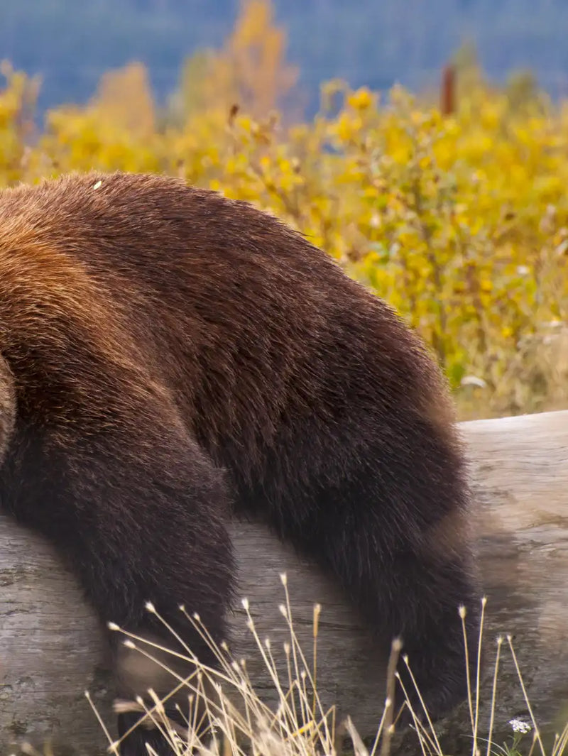 Resting Grizzly Bear Wall Art