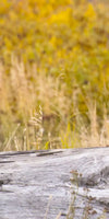 Resting Grizzly Bear Wall Art