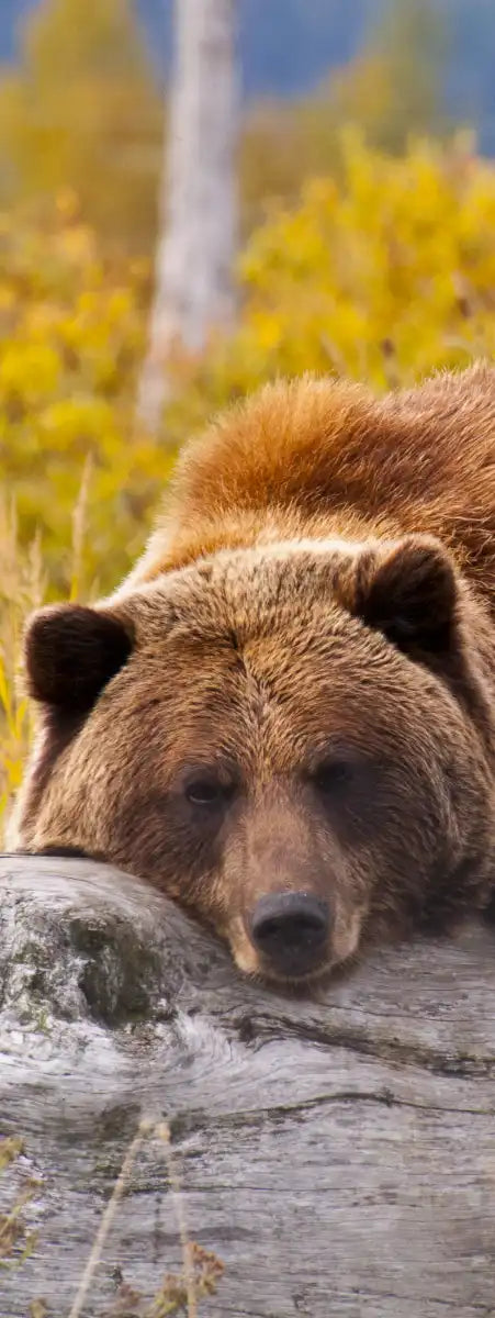 Resting Grizzly Bear Wall Art