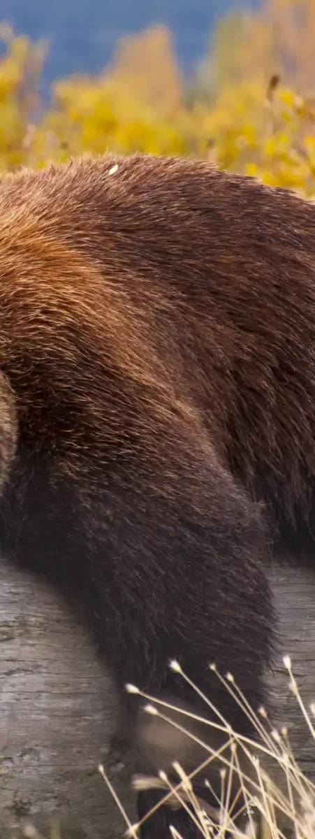 Resting Grizzly Bear Wall Art