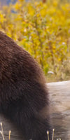 Resting Grizzly Bear Wall Art