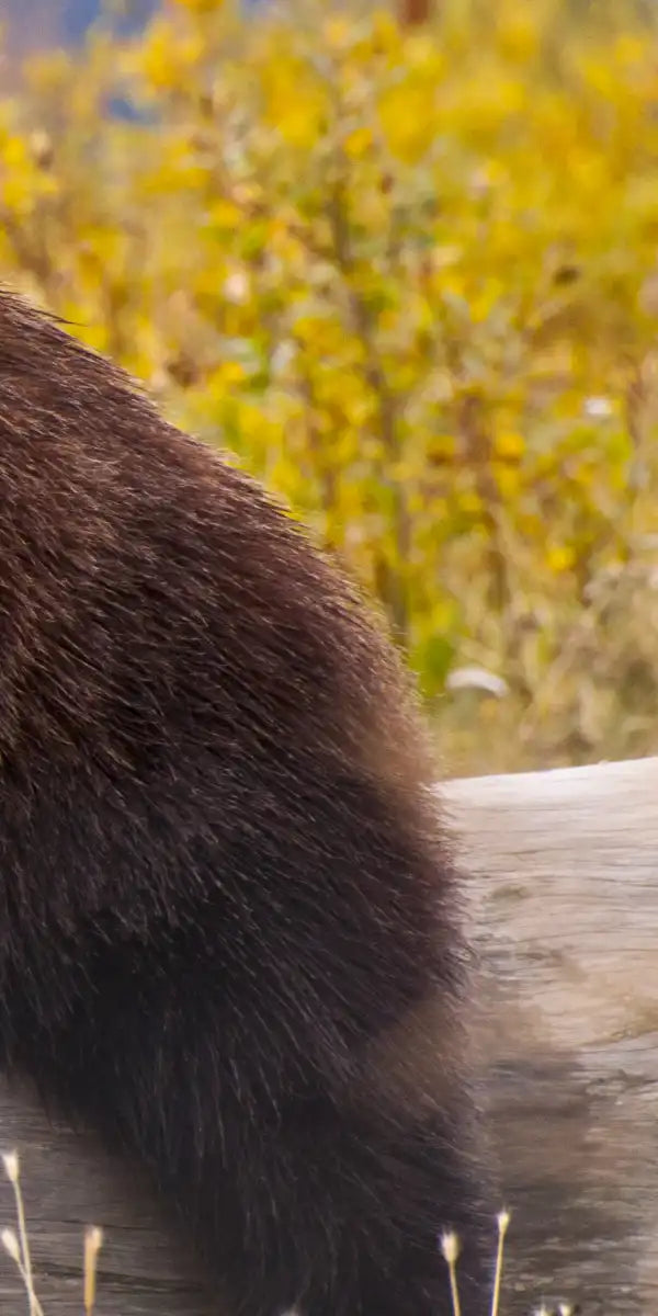 Resting Grizzly Bear Wall Art