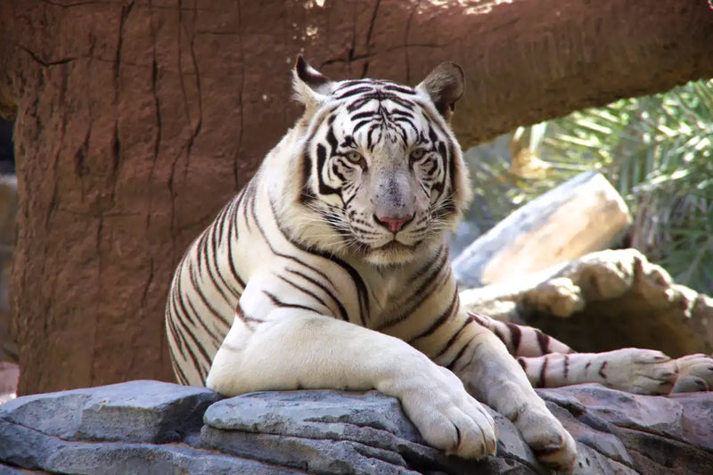Resting White Tiger Wall Art