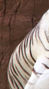 Resting White Tiger Wall Art