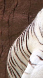 Resting White Tiger Wall Art