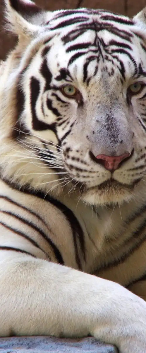 Resting White Tiger Wall Art