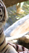 Resting White Tiger Wall Art