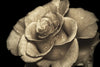 Retro Rose Wall Art