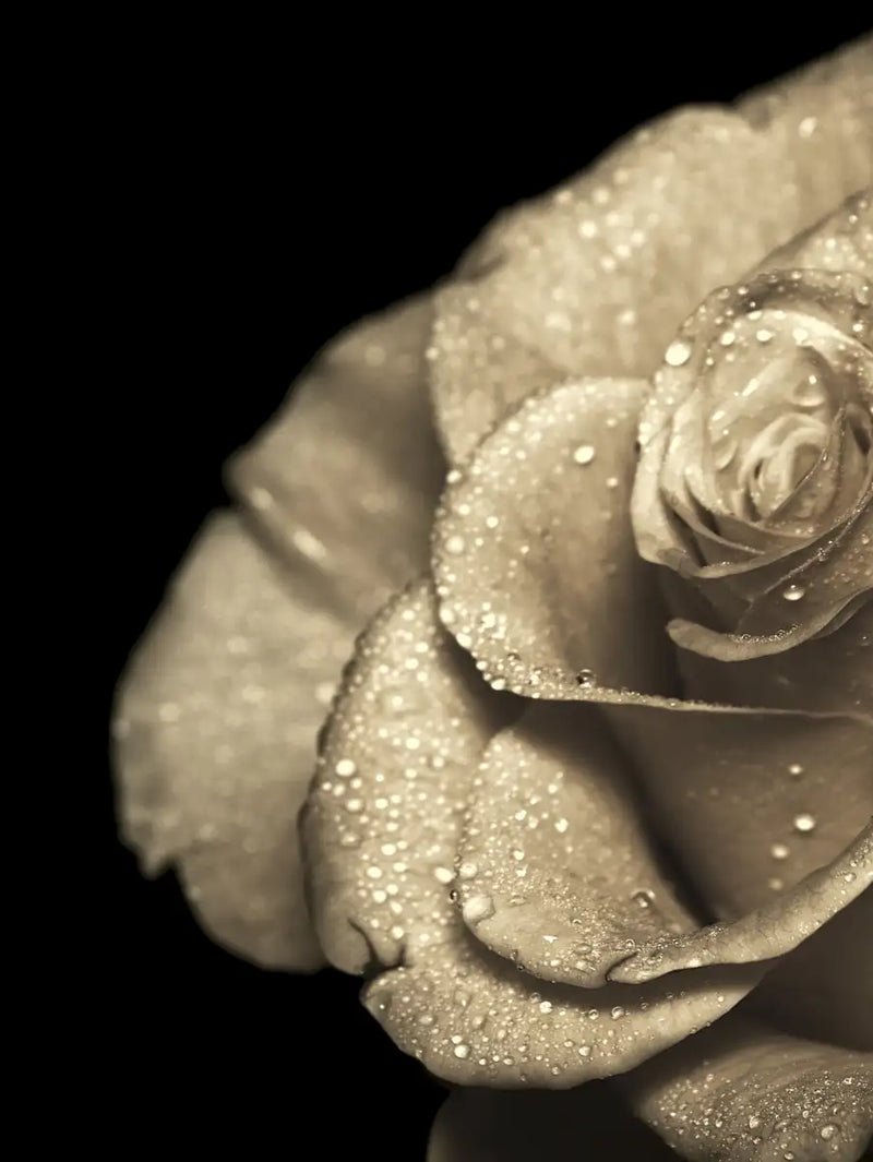 Retro Rose Wall Art
