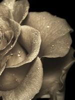 Retro Rose Wall Art