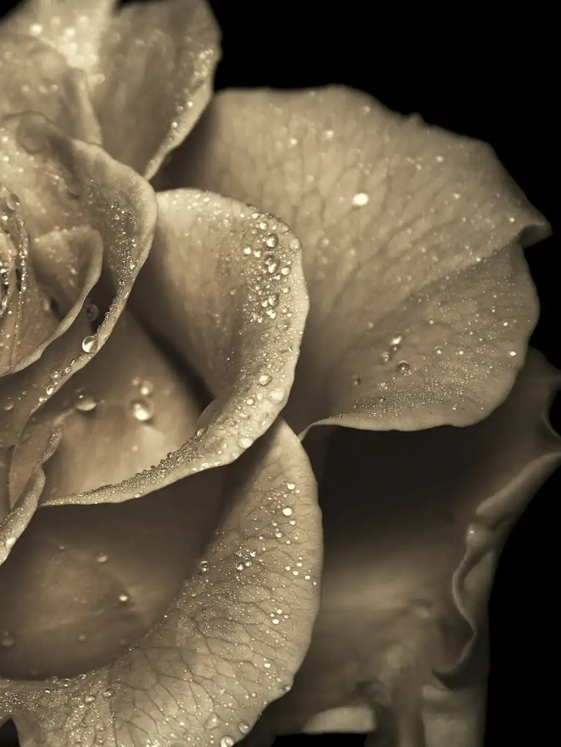 Retro Rose Wall Art
