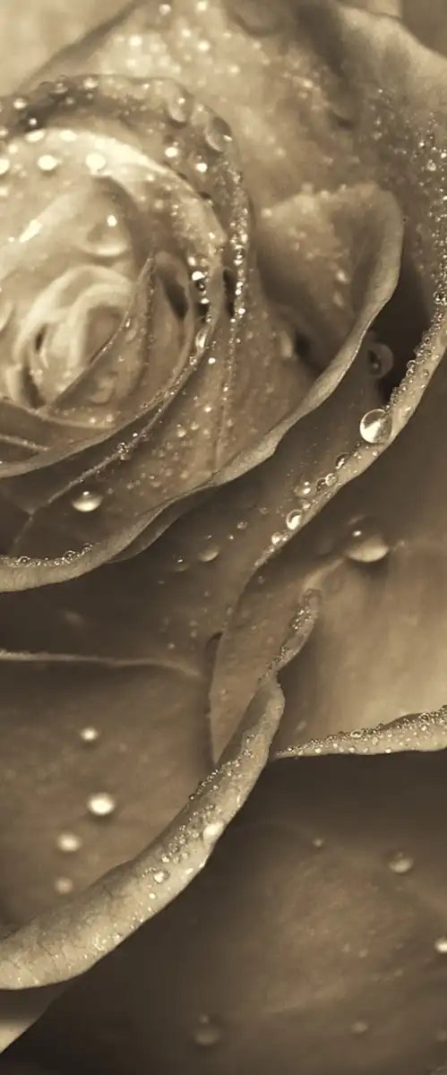 Retro Rose Wall Art
