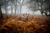 Richmond Park Deer Wall Art