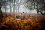 Richmond Park Deer Wall Art