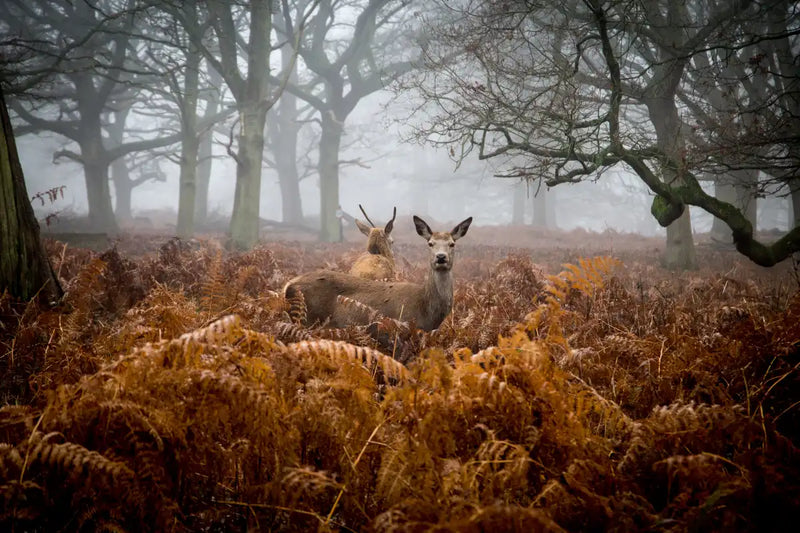 Richmond Park Deer Wall Art