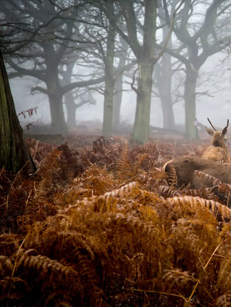 Richmond Park Deer Wall Art