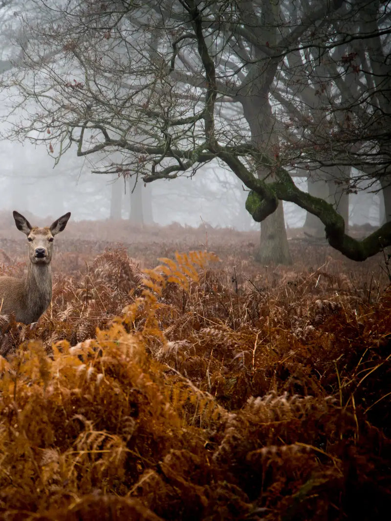 Richmond Park Deer Wall Art