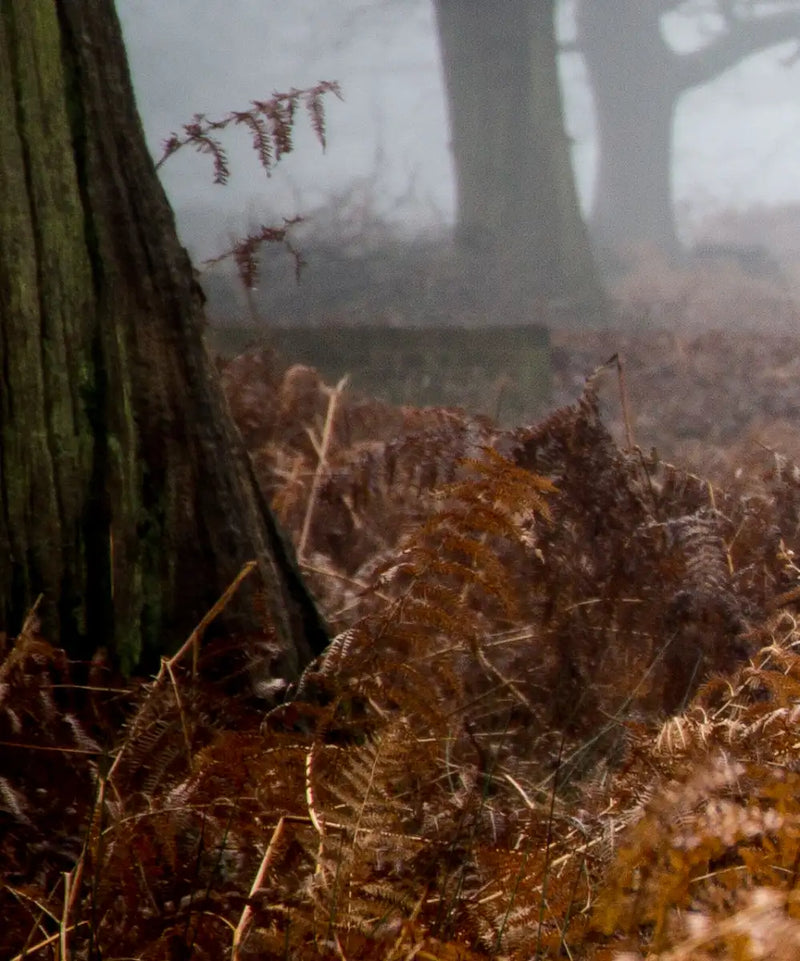 Richmond Park Deer Wall Art