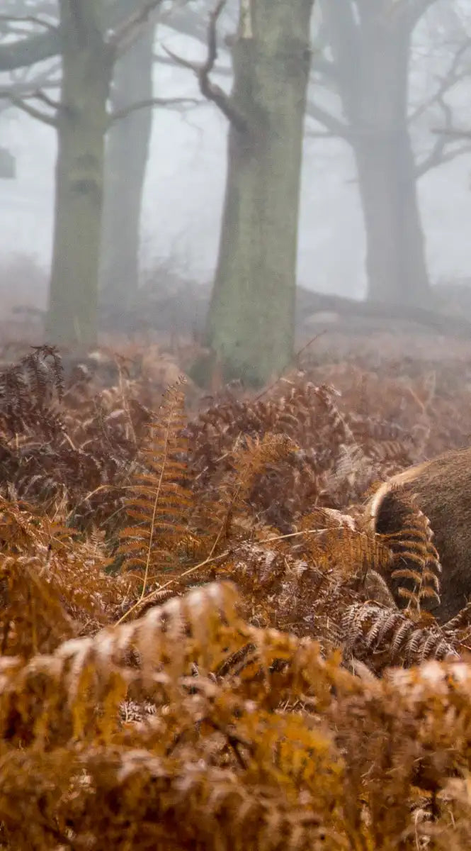 Richmond Park Deer Wall Art