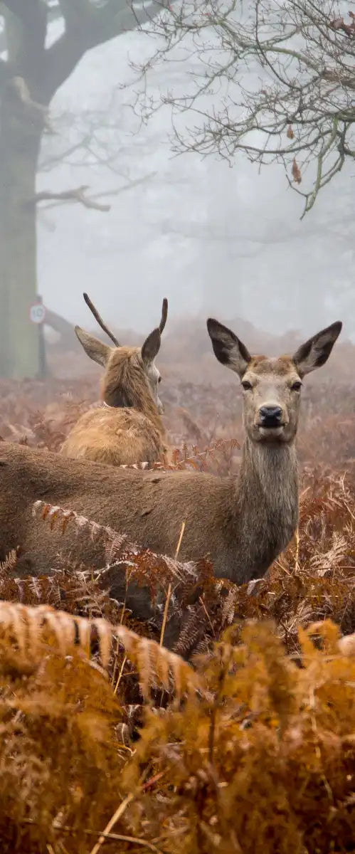 Richmond Park Deer Wall Art