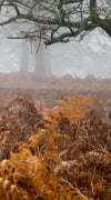 Richmond Park Deer Wall Art