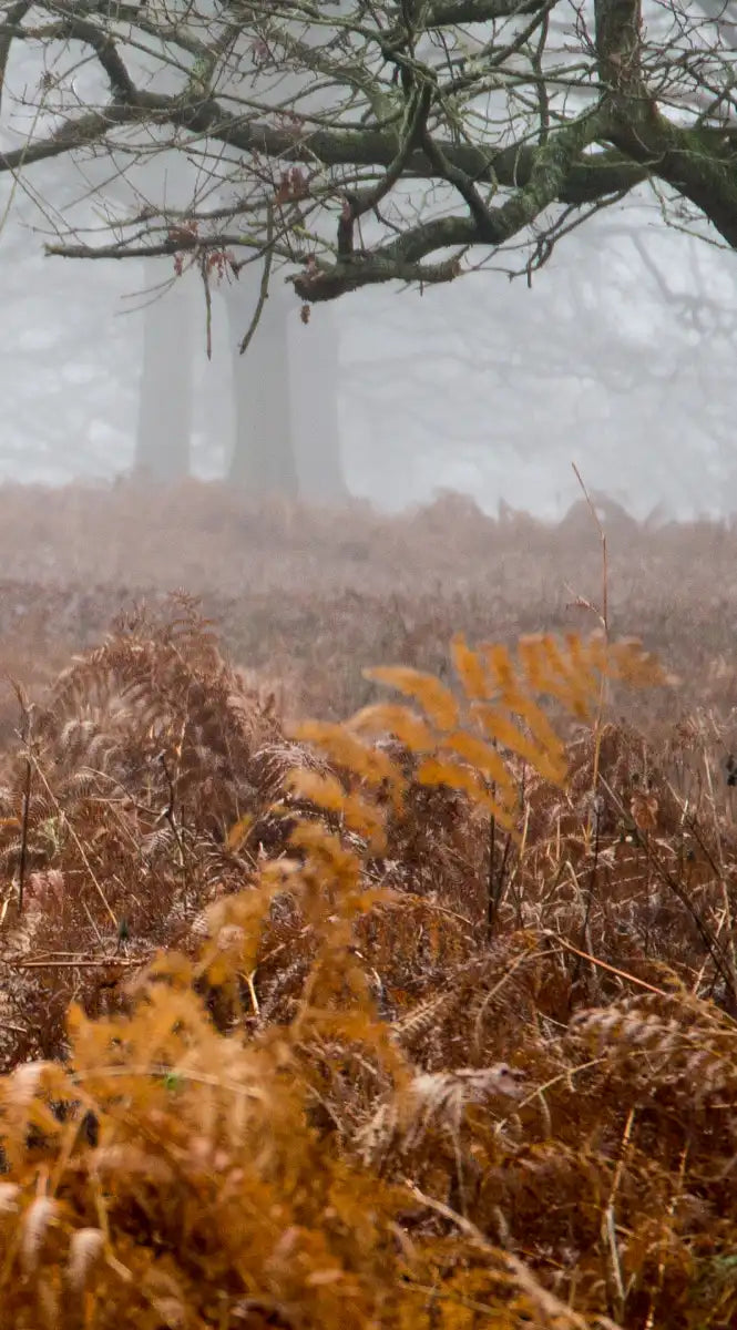 Richmond Park Deer Wall Art