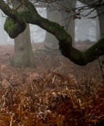 Richmond Park Deer Wall Art