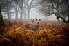 Richmond Park Deer Wall Art