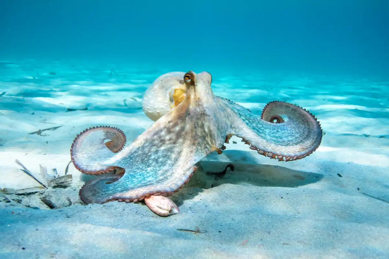 Roaming Octopus Wall Art