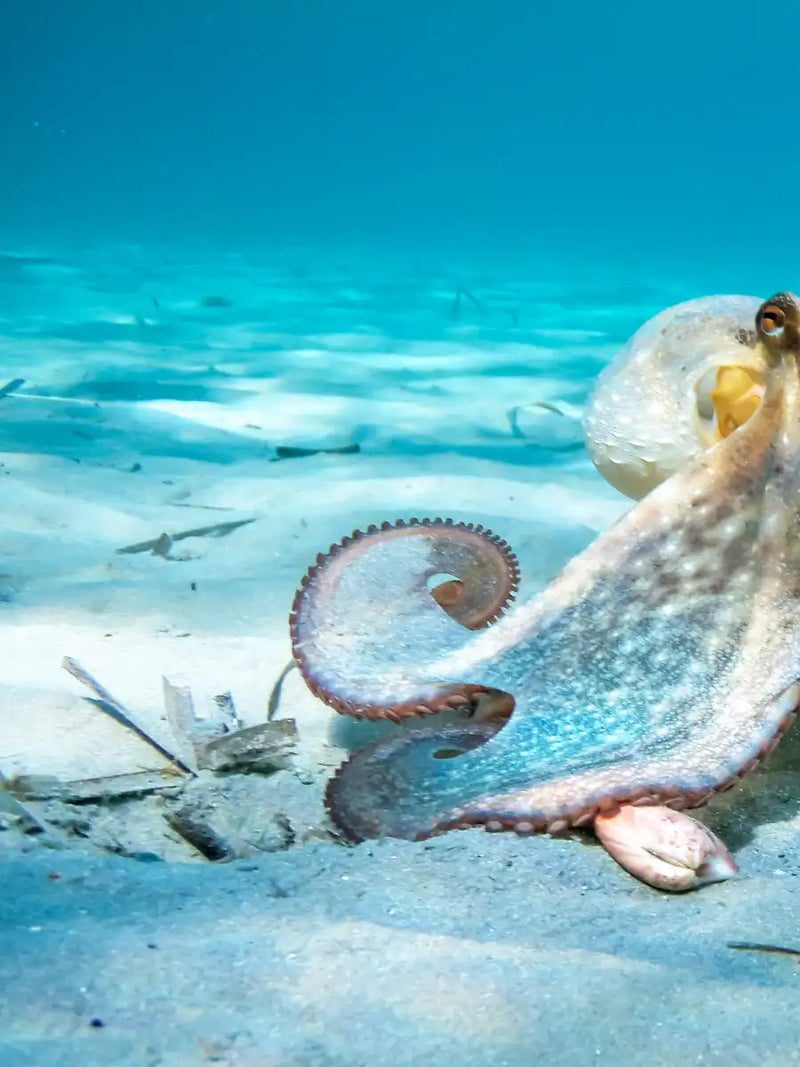 Roaming Octopus Wall Art