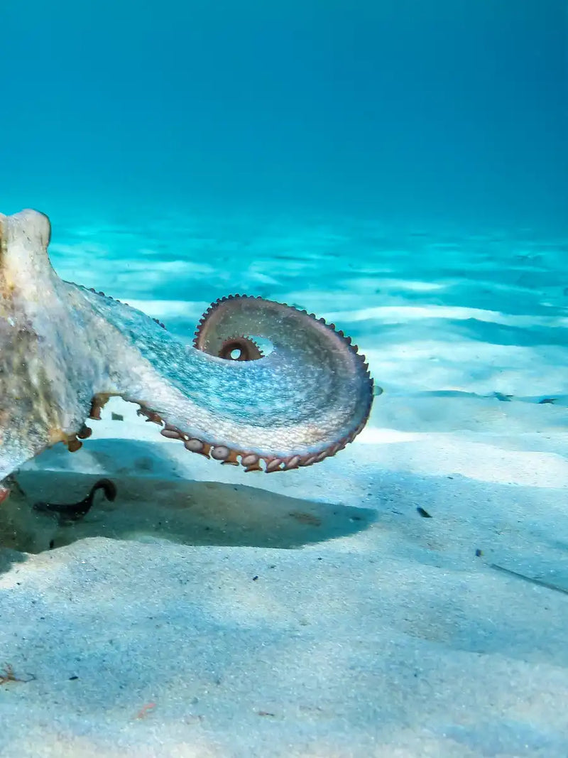 Roaming Octopus Wall Art