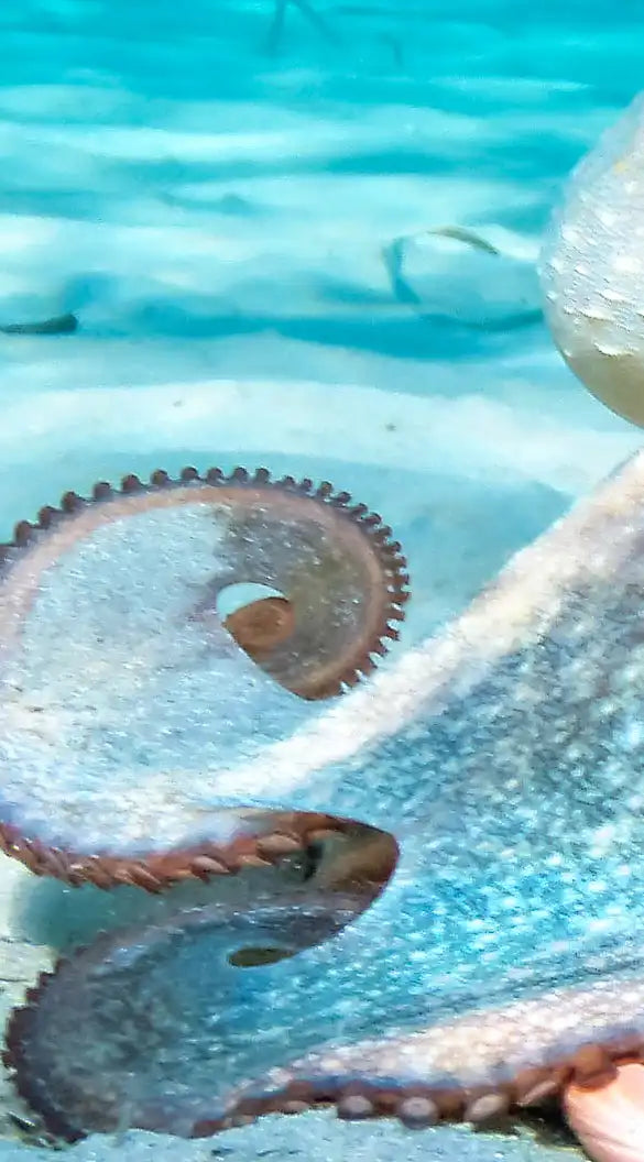Roaming Octopus Wall Art