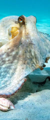 Roaming Octopus Wall Art