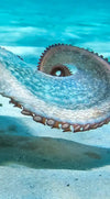 Roaming Octopus Wall Art