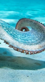 Roaming Octopus Wall Art