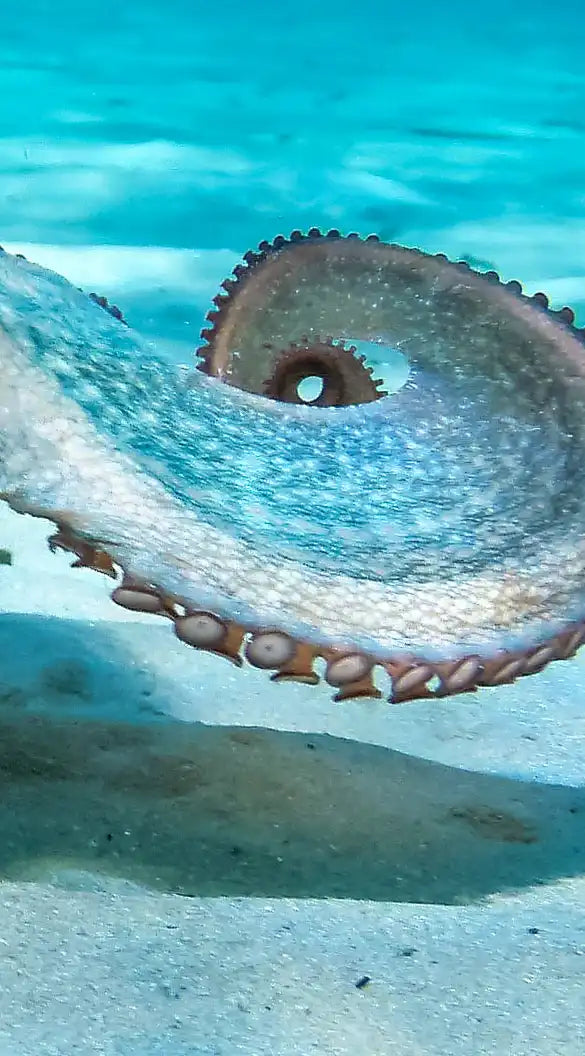 Roaming Octopus Wall Art