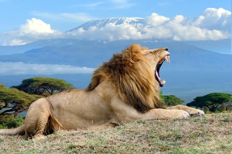 Roaring Safari Lion Wall Art