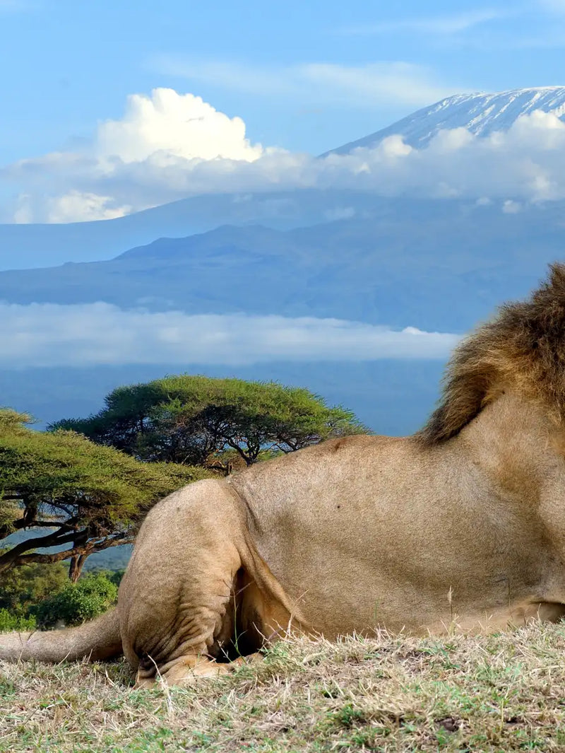 Roaring Safari Lion Wall Art